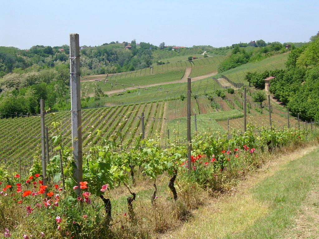 Cascina Rollone Villa Rocchetta Tanaro Ngoại thất bức ảnh